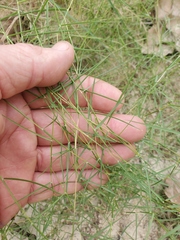 Muhlenbergia utilis