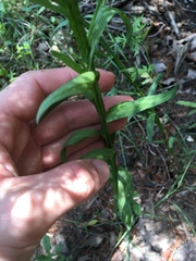 Helenium microcephalum