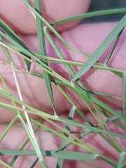 Muhlenbergia utilis