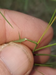Muhlenbergia utilis