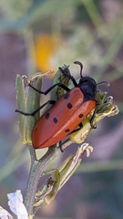 Hycleus scutellatus