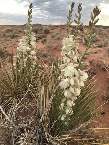 Yucca baileyi