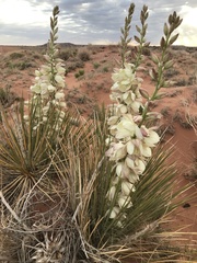 Yucca baileyi