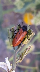 Hycleus scutellatus