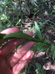 Helenium microcephalum