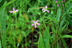 Sabatia campanulata