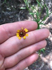 Helenium microcephalum