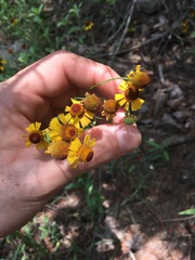 Helenium microcephalum