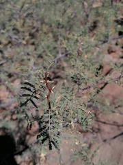 Vachellia pacensis