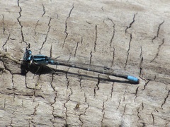 Enallagma geminatum