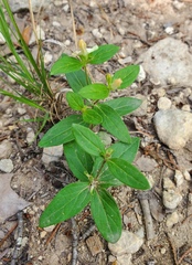 Spigelia texana
