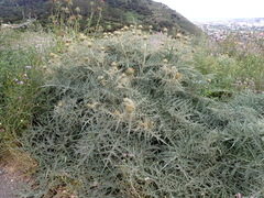 Cynara cardunculus image