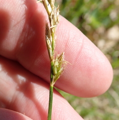 Carex siccata