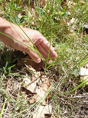 Carex siccata