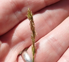 Carex siccata