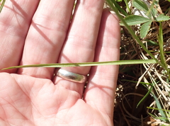 Carex siccata