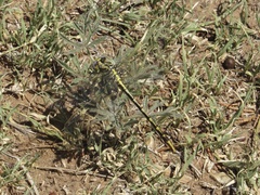 Phanogomphus militaris