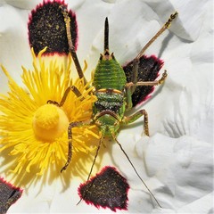 Neocallicrania serrata