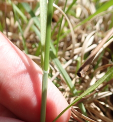 Carex siccata