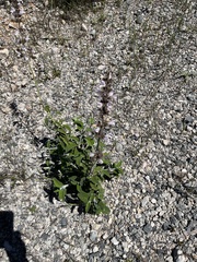 Salvia fruticosa