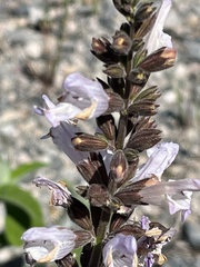 Salvia fruticosa