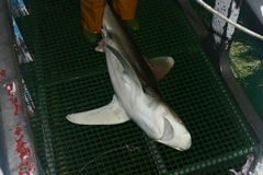 Carcharhinus longimanus