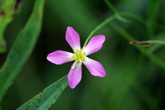 Sabatia campanulata