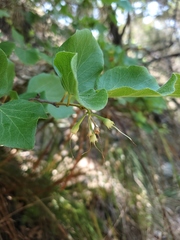 Styrax platanifolius stellatus