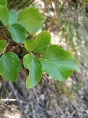 Styrax platanifolius stellatus