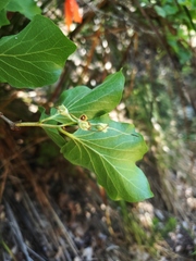 Styrax platanifolius stellatus
