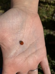 Harmonia axyridis