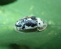 Physonota helianthi