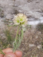 Lomelosia stellata