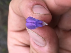 Lupinus caudatus caudatus