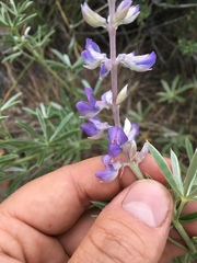 Lupinus caudatus caudatus