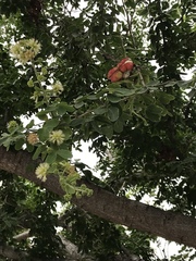 Pithecellobium dulce