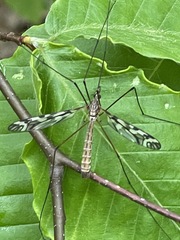 Tipula trivittata
