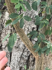 Pithecellobium dulce