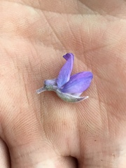 Lupinus caudatus caudatus