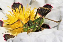 Neocallicrania serrata