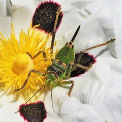 Neocallicrania serrata