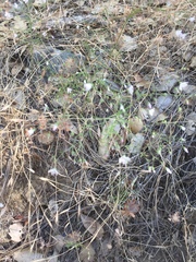 Hesperolinon congestum