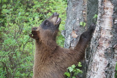 Ursus americanus