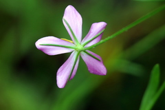 Sabatia campanulata