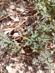 Euphorbia flavicoma