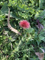 Noticastrum diffusum