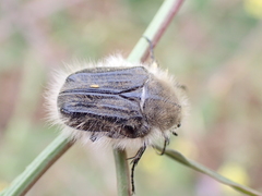 Tropinota squalida canariensis