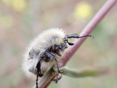 Tropinota squalida canariensis