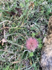 Noticastrum diffusum