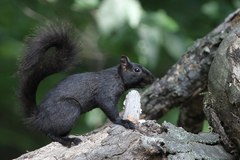 Sciurus carolinensis